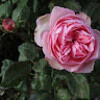 weaverly_02